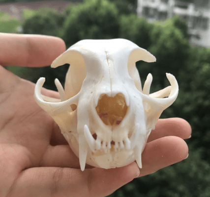 Cat Skull