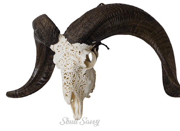 Bun Serene Flower Carved Ram Skull