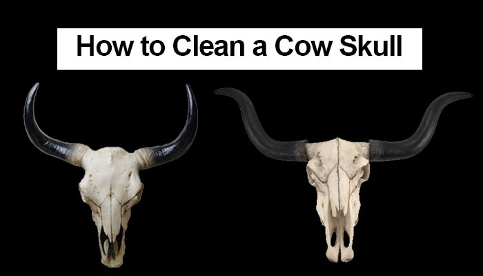 How to Clean a Cow Skull – Step by Step Process