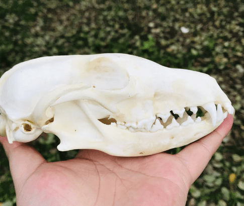 Dog Skull