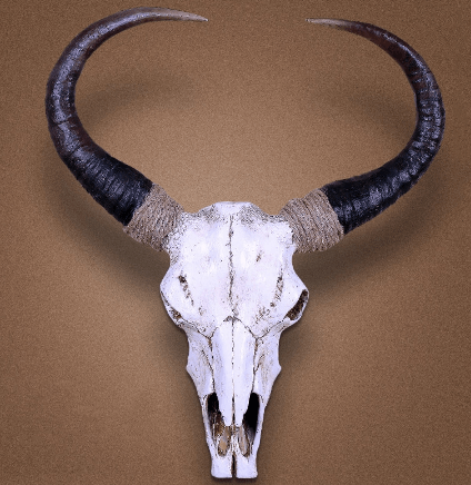 Bull Skull