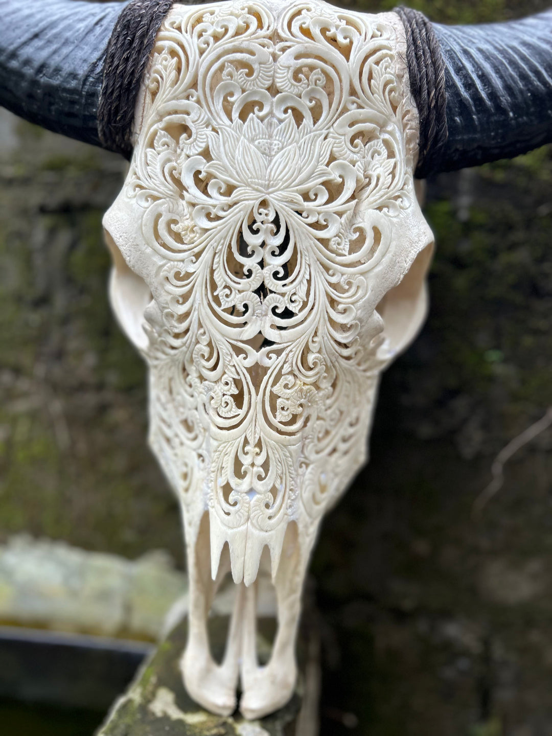 Sacred Lotus Cow Skull