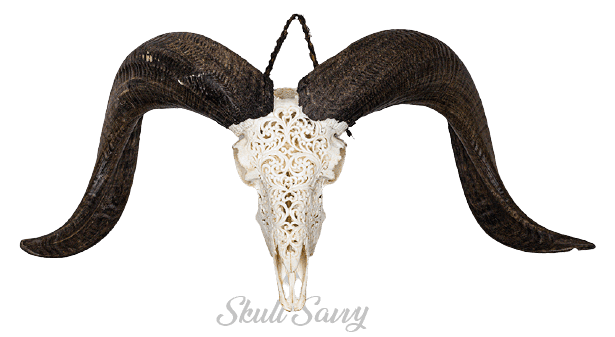 Bun Serene Flower Carved Ram Skull