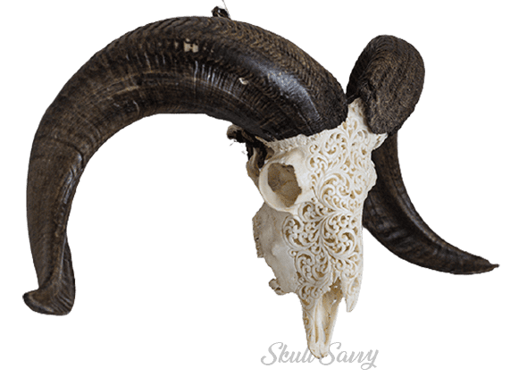 Bun Serene Flower Carved Ram Skull